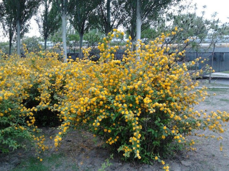 重瓣棣棠花室外庭院阳台盆栽耐阴灌木花卉植物棣棠花苗