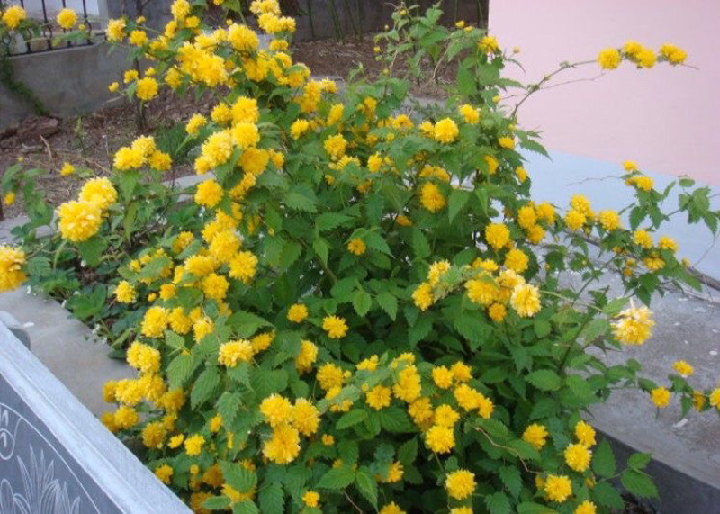 重瓣棣棠花室外庭院阳台盆栽耐阴灌木花卉植物棣棠花苗