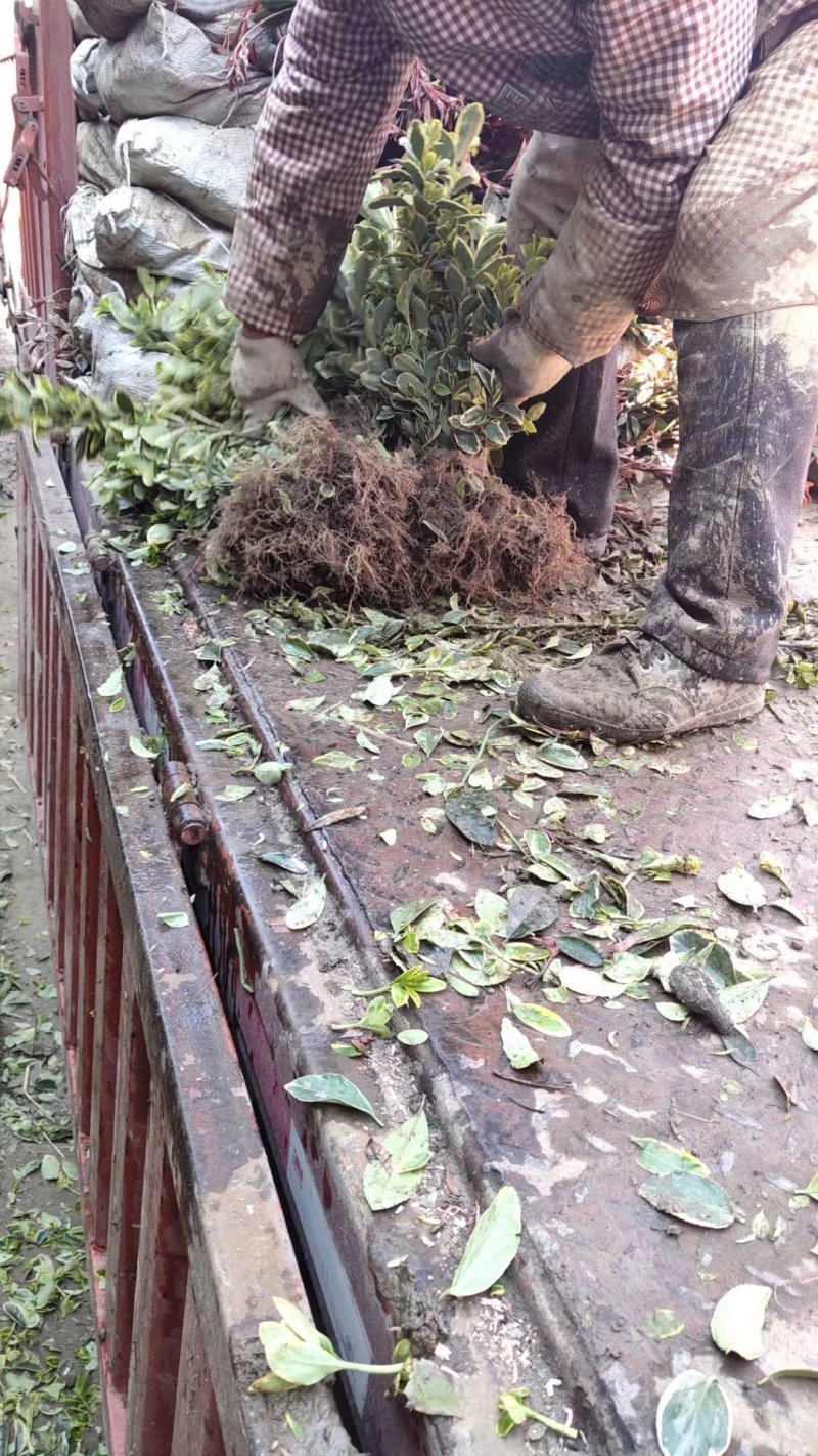 金边黄杨苗道路小区别墅绿化可视频看货选货
