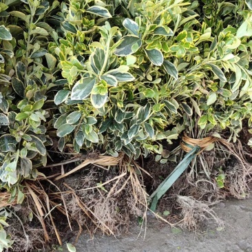 金边黄杨苗道路小区别墅绿化可视频看货选货