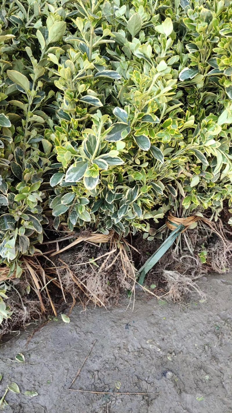 金边黄杨苗道路小区别墅绿化可视频看货选货
