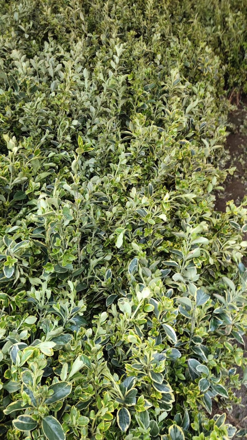金边黄杨苗道路小区别墅绿化可视频看货选货