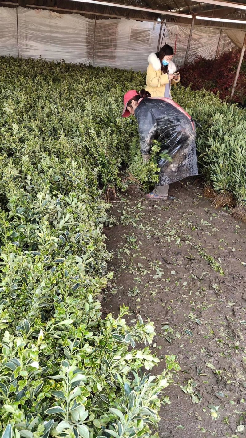 金边黄杨苗道路小区别墅绿化可视频看货选货