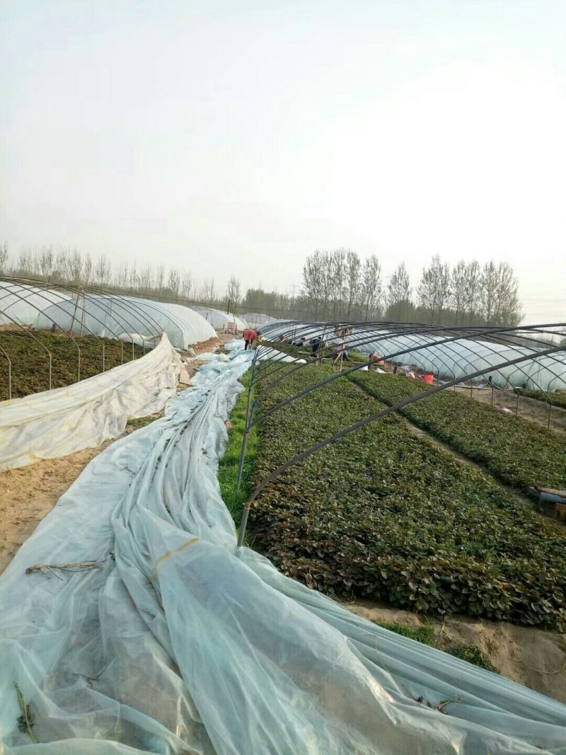 农科授权单位脱毒原种苗济薯26原种苗西瓜红苗烟薯苗龙九苗