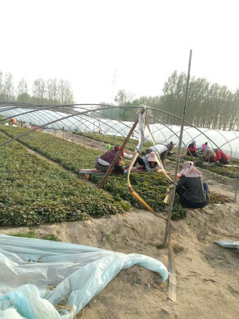 农科授权单位脱毒原种苗济薯26原种苗西瓜红苗烟薯苗龙九苗