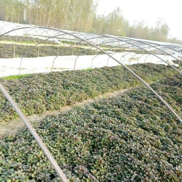 农科授权单位脱毒原种苗济薯26原种苗西瓜红苗烟薯苗龙九苗