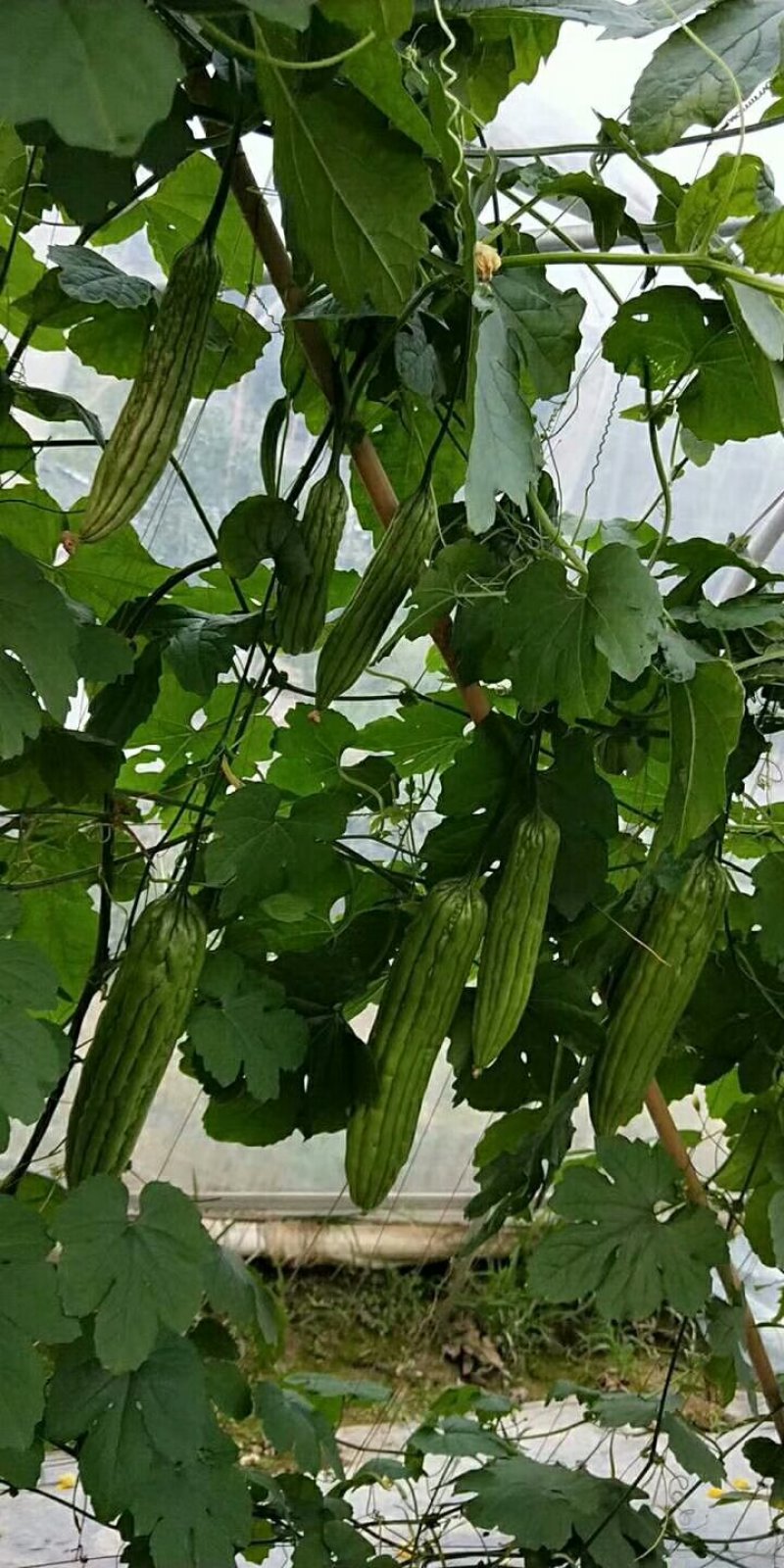 新育成杂交，颜色油绿～好运来苦瓜