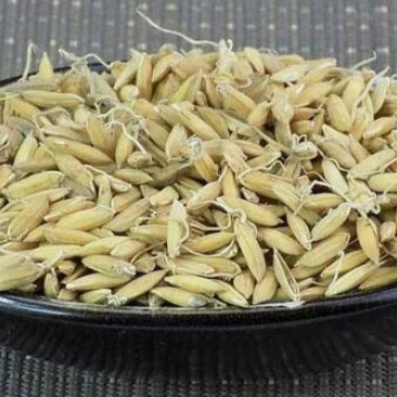 谷芽，常年批发供应，麦芽中药材