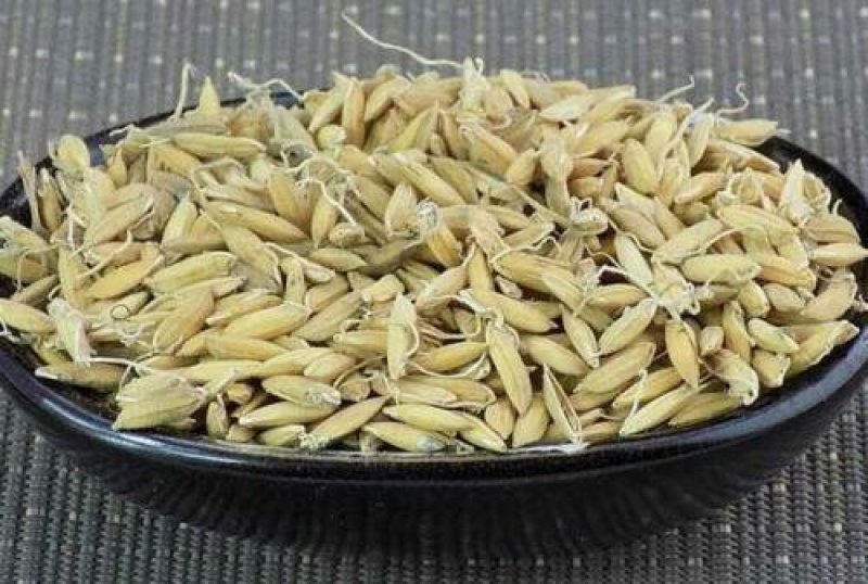 谷芽，常年批发供应，麦芽中药材