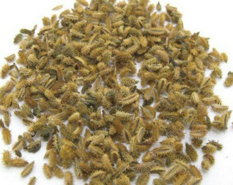 鹤虱，常年批发供应鹤虱中药材