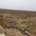 基地大量供应优质甜石榴、石榴苗、石榴树，量大优惠。