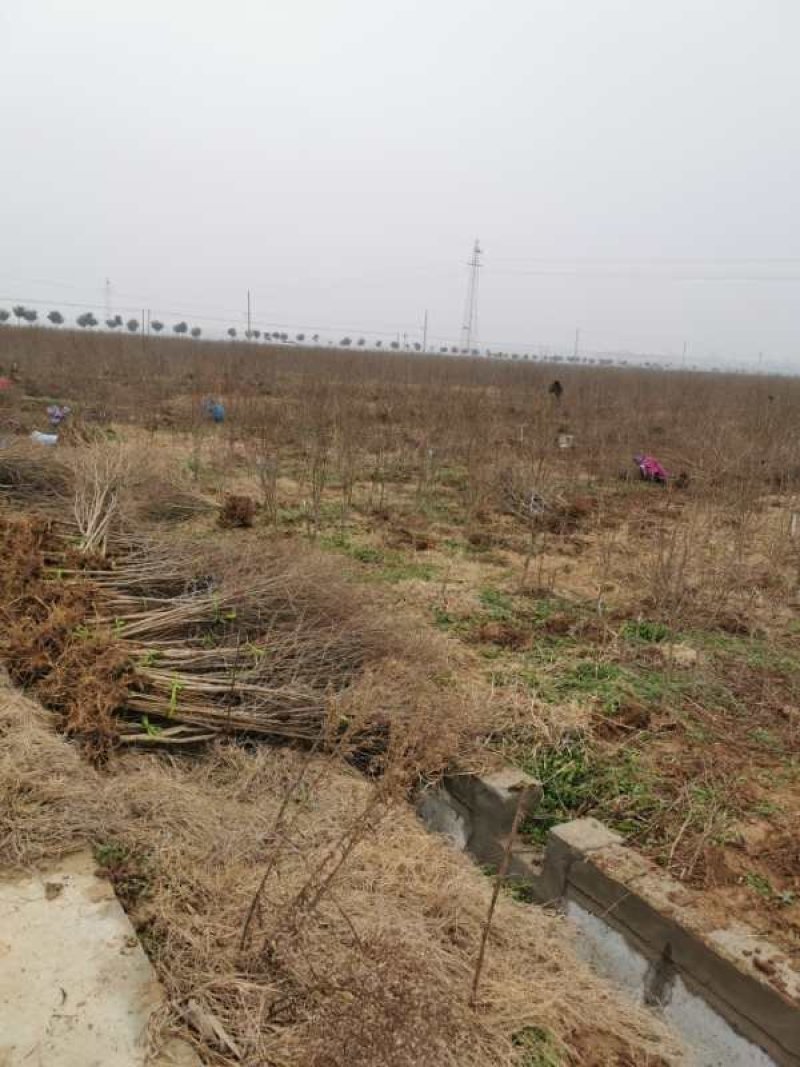 基地大量供应优质甜石榴、石榴苗、石榴树，量大优惠。