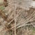 基地大量供应优质甜石榴、石榴苗、石榴树，量大优惠。