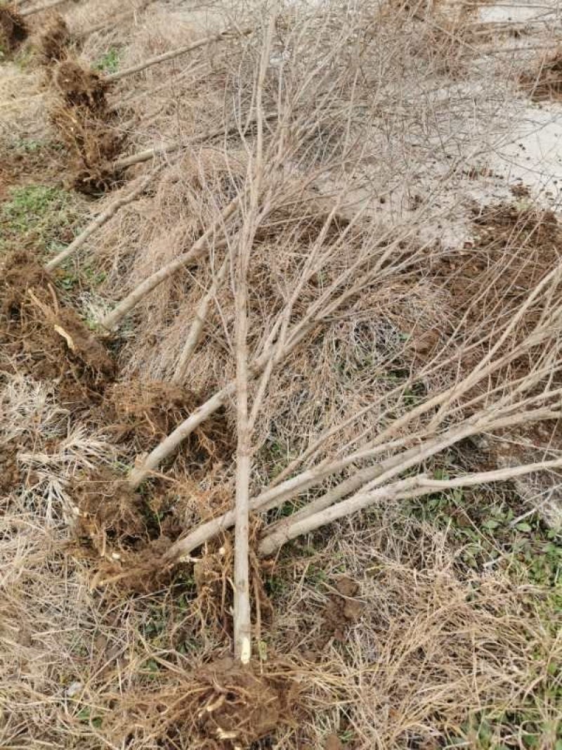 基地大量供应优质甜石榴、石榴苗、石榴树，量大优惠。