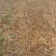 基地大量供应优质甜石榴、石榴苗、石榴树，量大优惠。