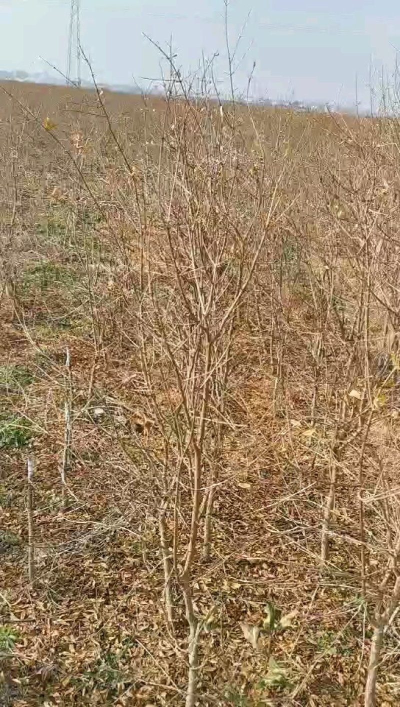 基地大量供应优质甜石榴、石榴苗、石榴树，量大优惠。