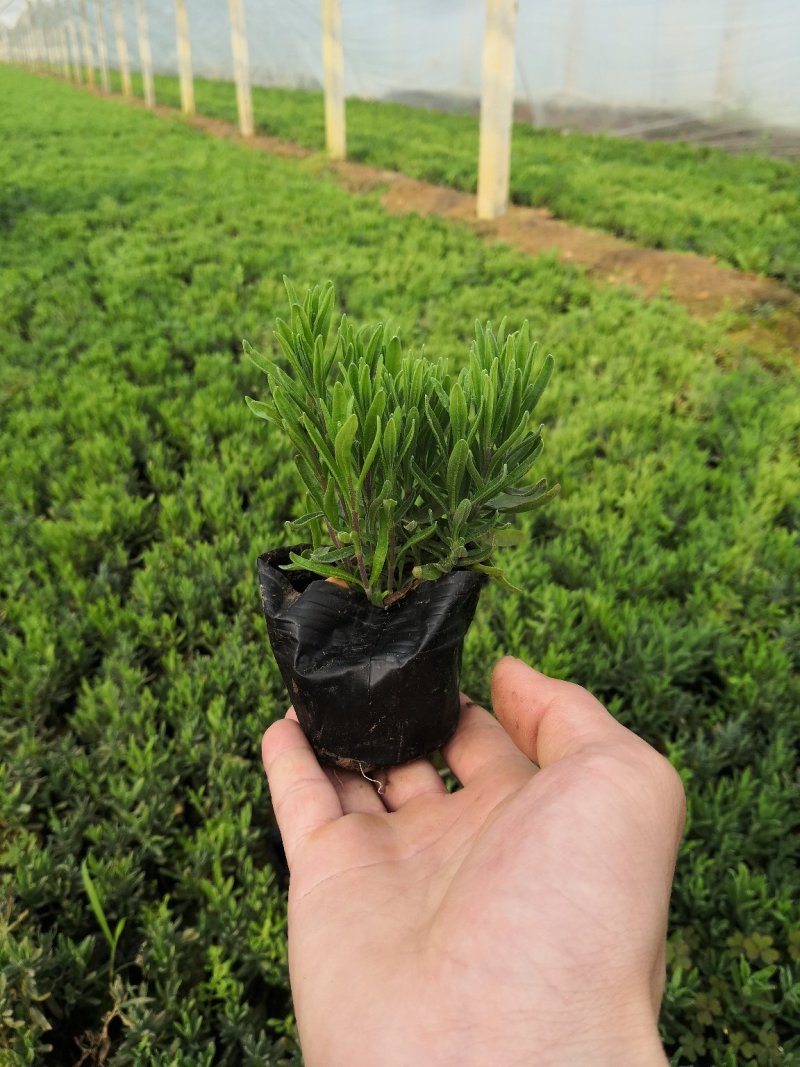 花海建设用苗营养钵薰衣草