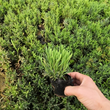 花海建设用苗营养钵薰衣草