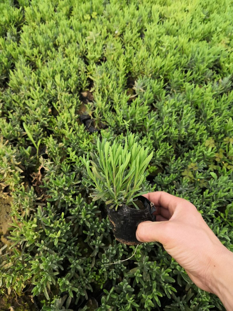 花海建设用苗营养钵薰衣草