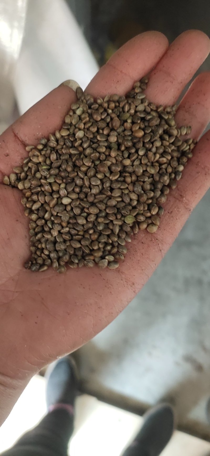 精品小粒麻籽，火麻籽，炸油麻籽