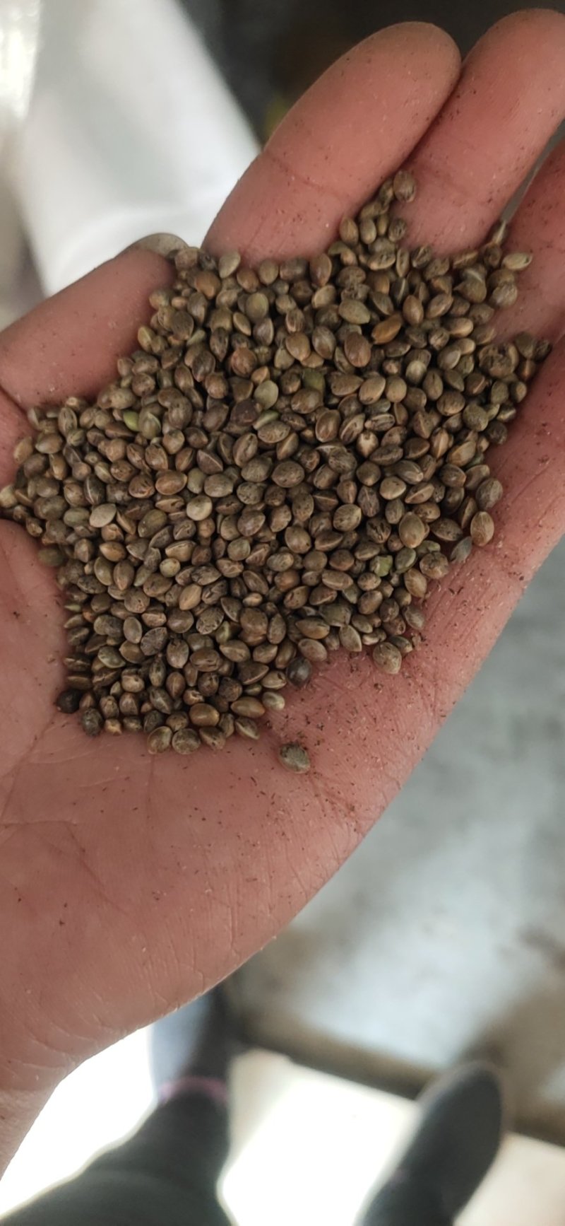 精品小粒麻籽，火麻籽，炸油麻籽