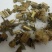 大蓟，常年批发供应冷背中草药，大蓟，大蓟根