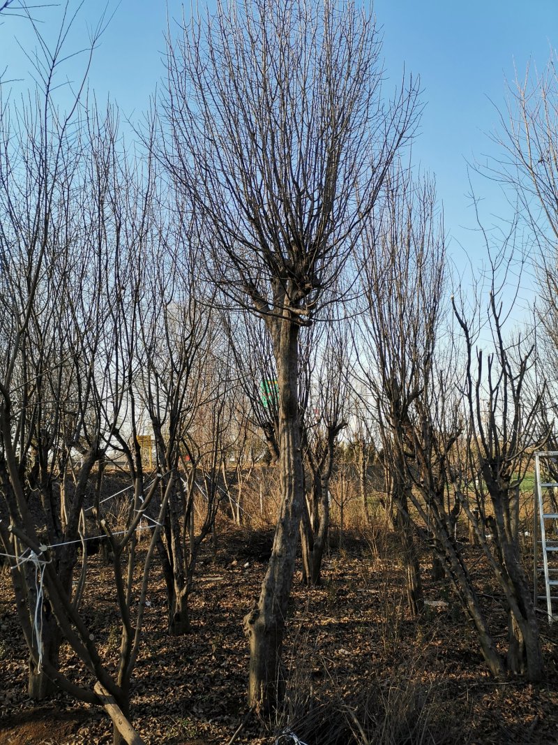 枣庄市峄城区供应20一80公分木瓜树，价格优惠。
