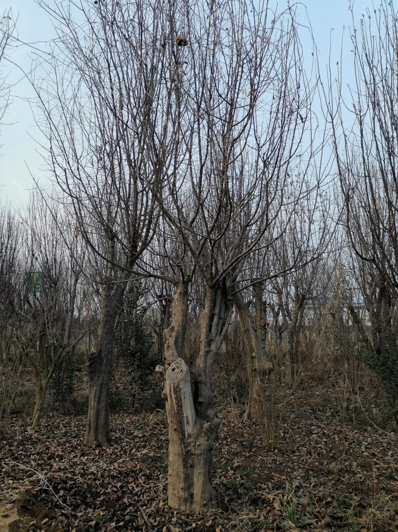 枣庄市峄城区供应20一80公分木瓜树，价格优惠。