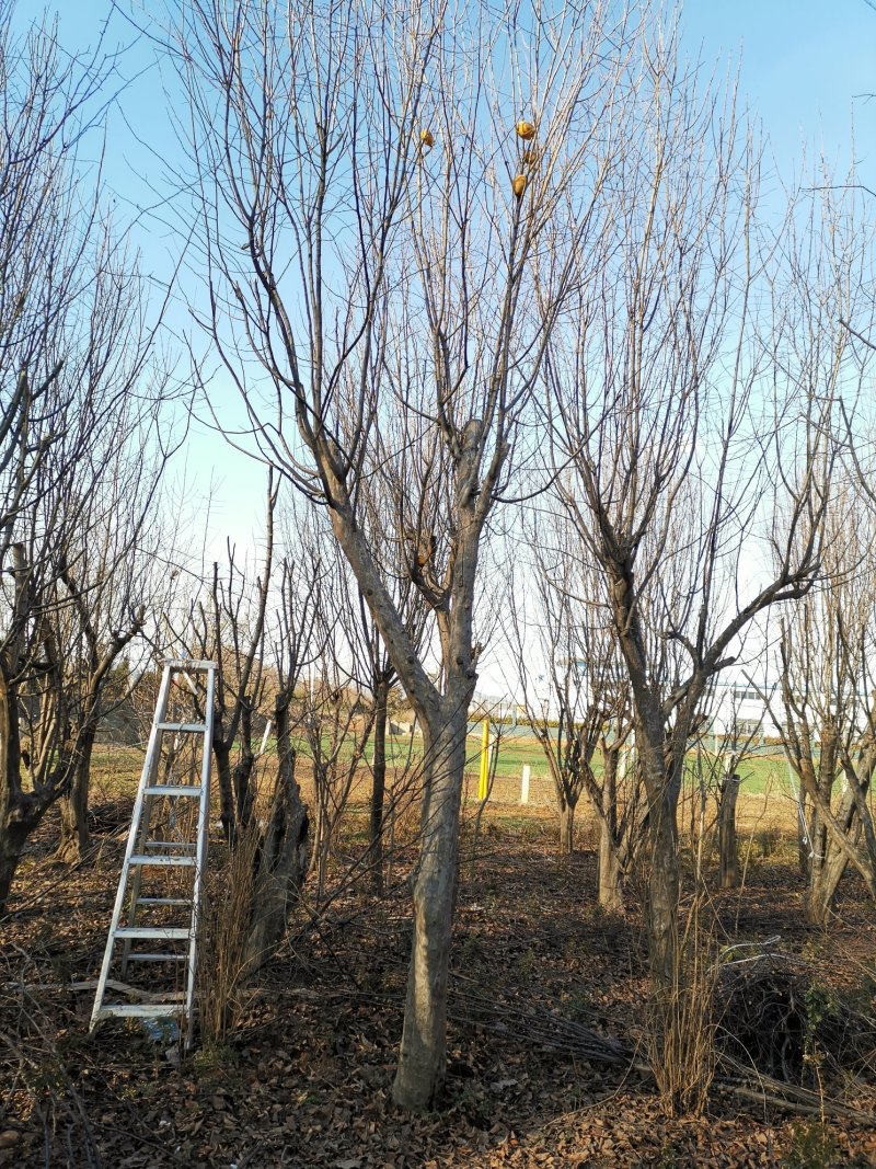 枣庄市峄城区供应20一80公分木瓜树，价格优惠。