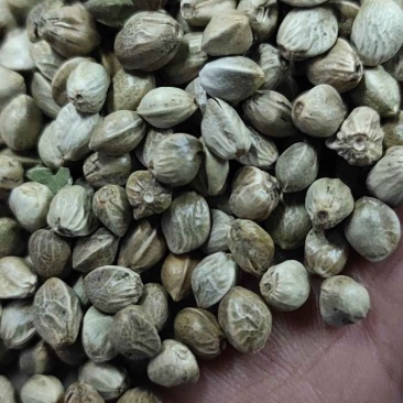 精品大颗粒麻籽现货供应欢迎选购