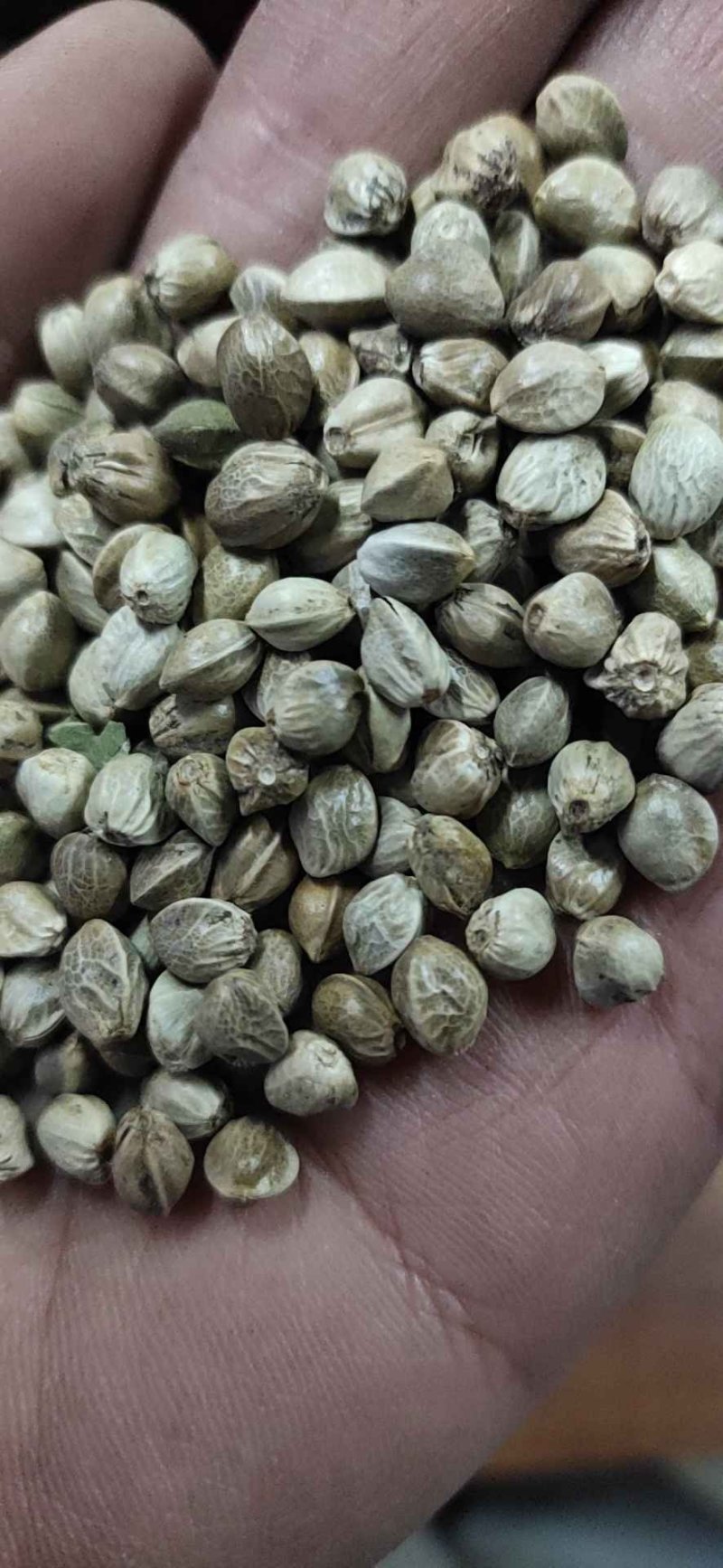 精品大颗粒麻籽现货供应欢迎选购