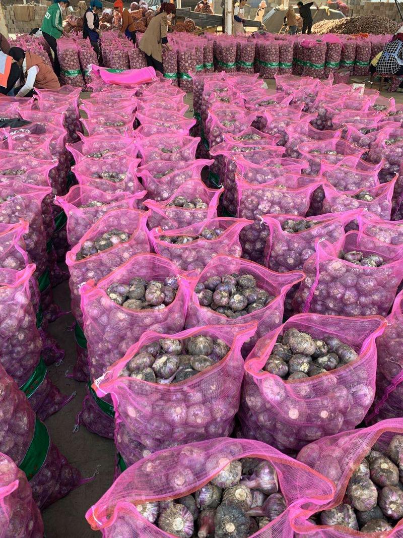 云南新鲜紫皮大蒜鲜大蒜10块钱3斤模式