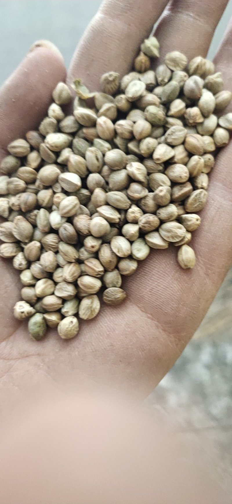 精品大颗粒麻籽现货供应欢迎选购