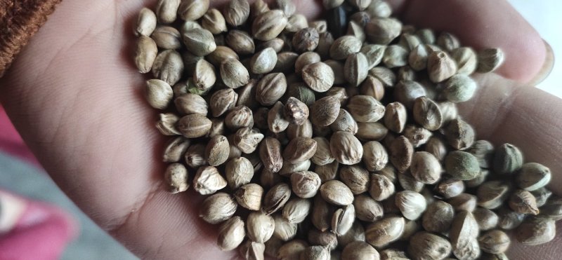 精品大颗粒麻籽现货供应欢迎选购