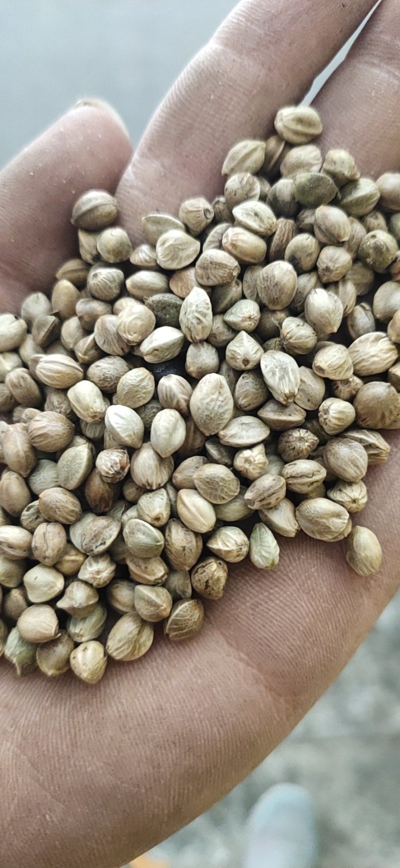 精品大颗粒麻籽现货供应欢迎选购