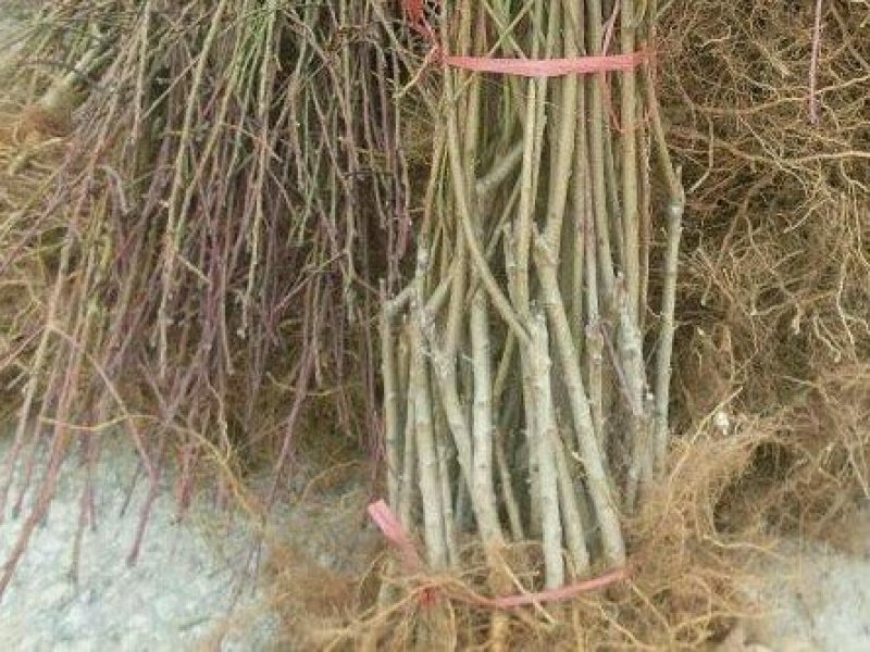 各种品种的桃苗桃树。