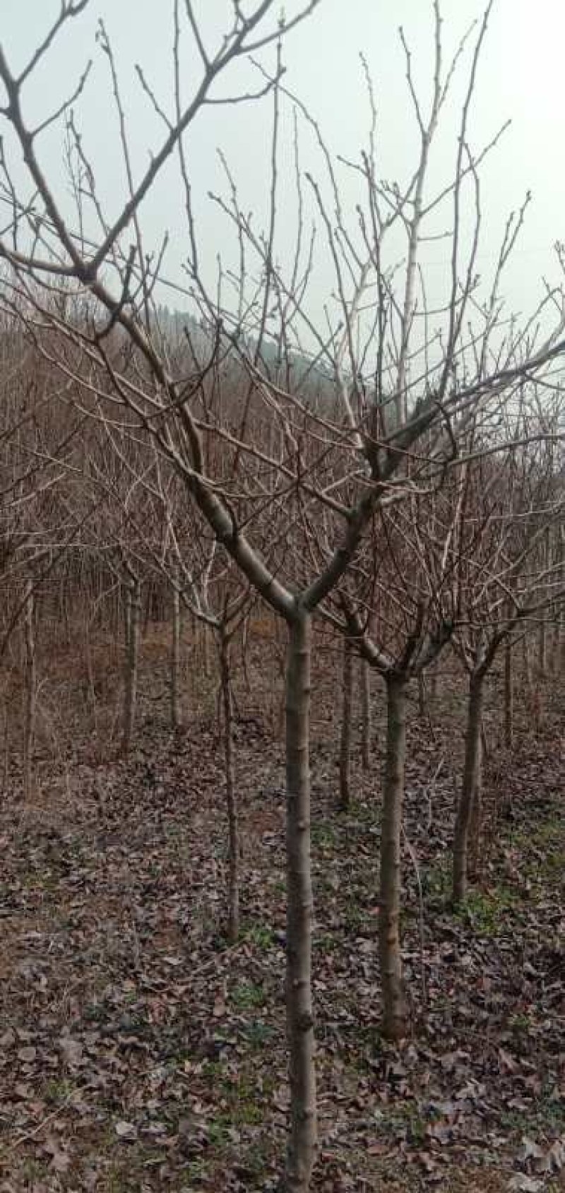 山东省枣庄市供应木瓜树20~30cm，全部是移植熟货。
