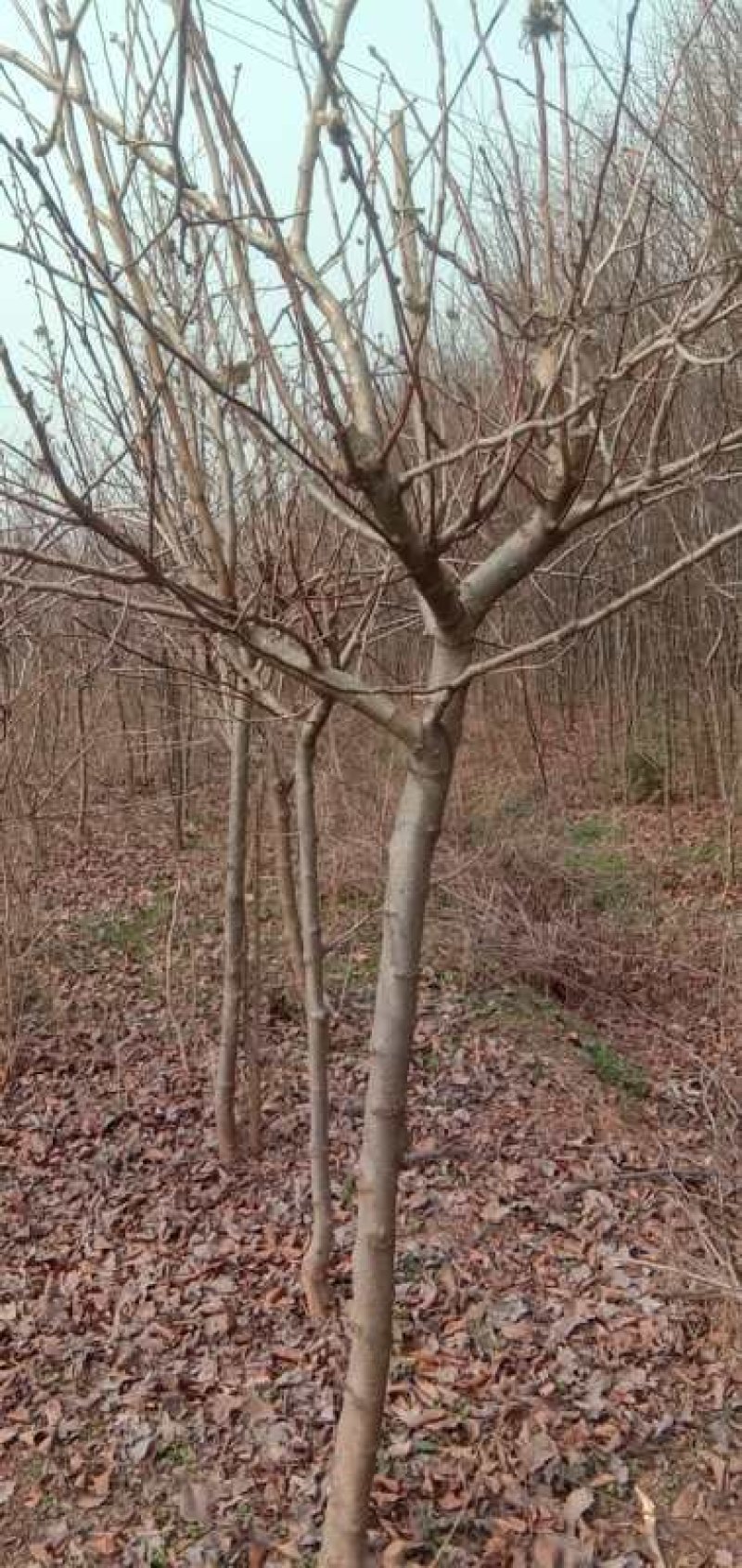 山东省枣庄市供应木瓜树20~30cm，全部是移植熟货。