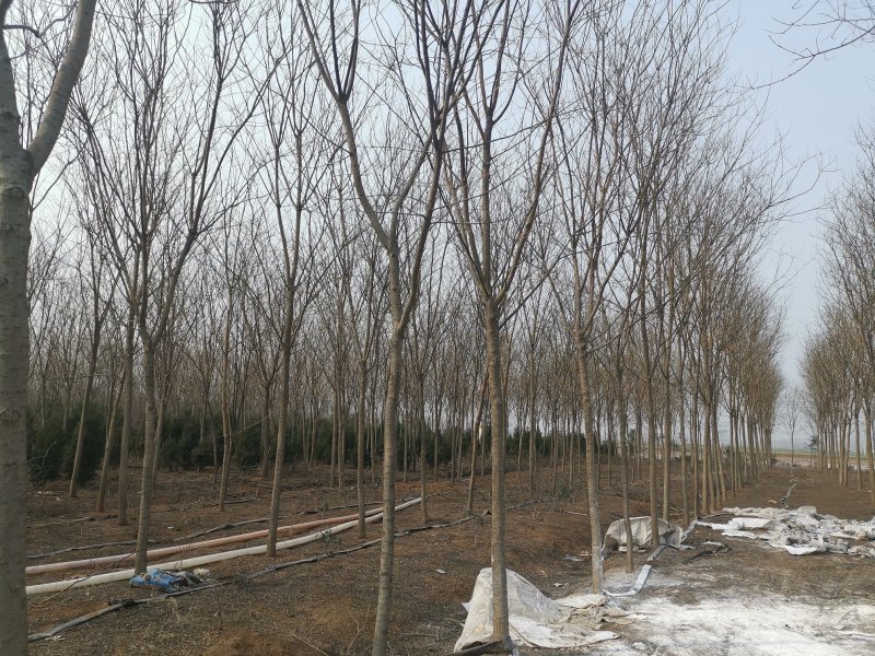 山东省枣庄市供应木瓜树20~30cm，全部是移植熟货。