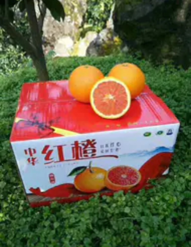 中华红橙水份充足皮薄产地代办订园采果产地批发