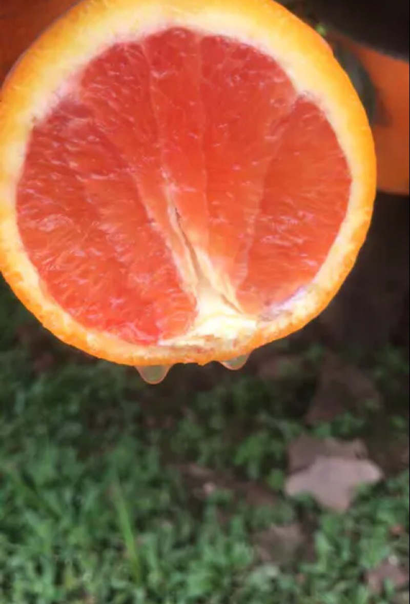 中华红橙水份充足皮薄产地代办订园采果产地批发