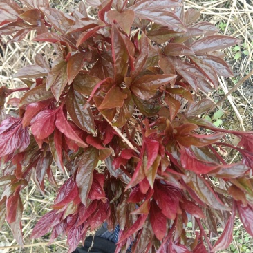 芍药