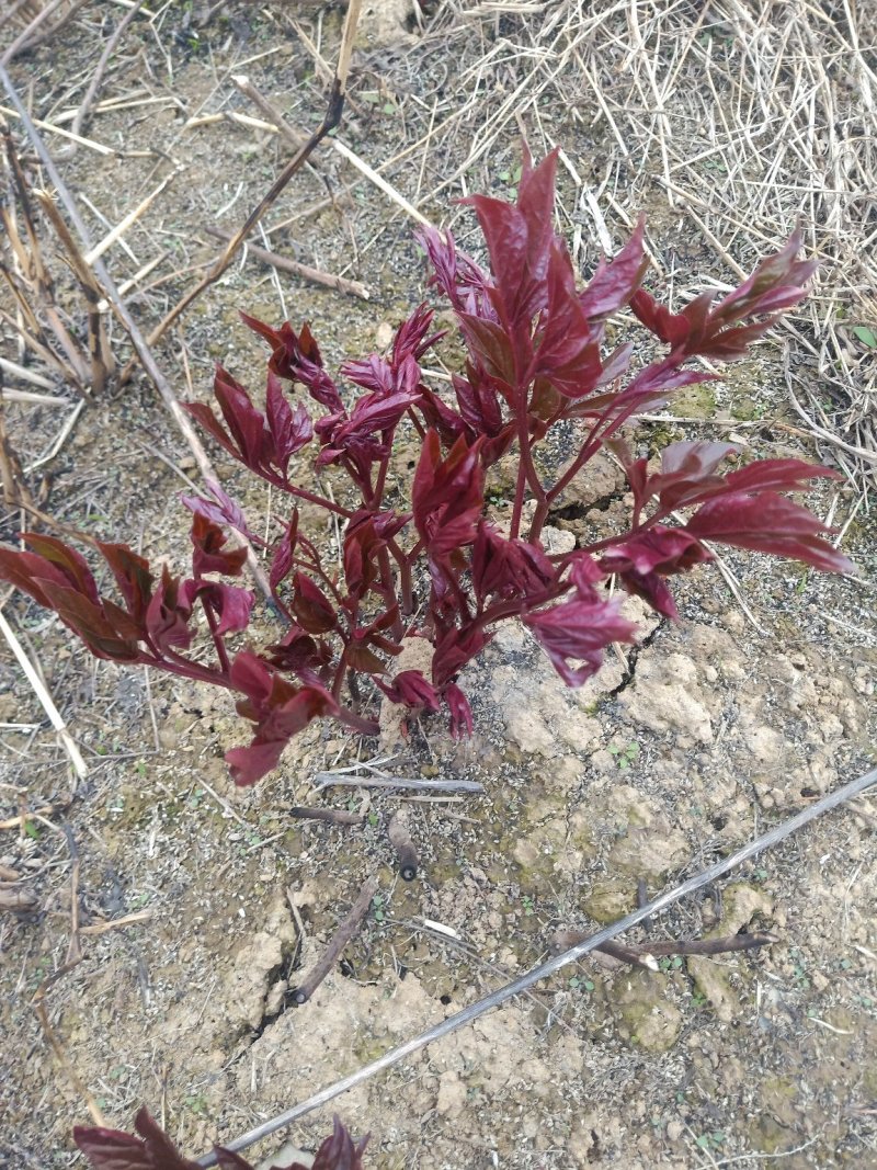 芍药