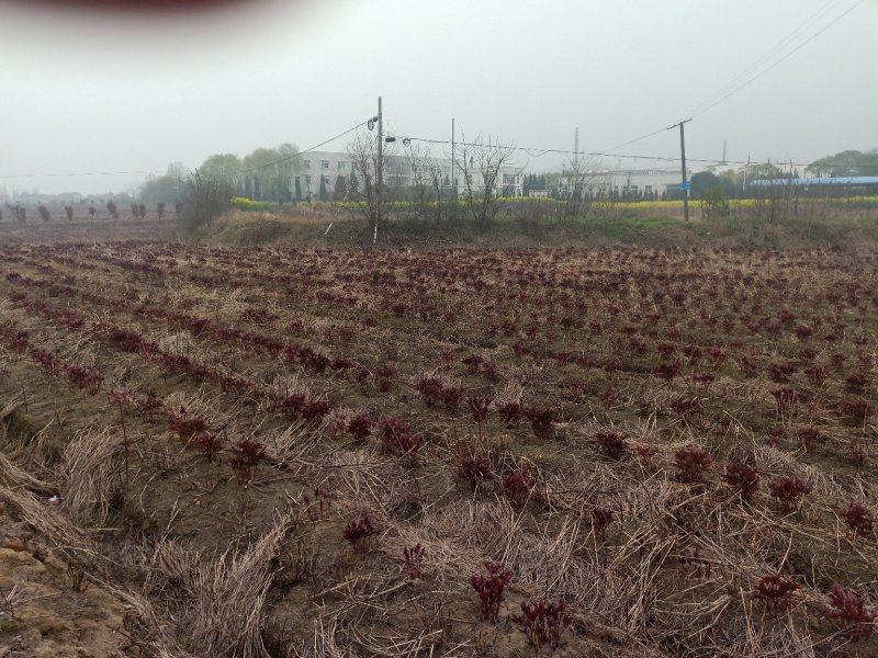 芍药