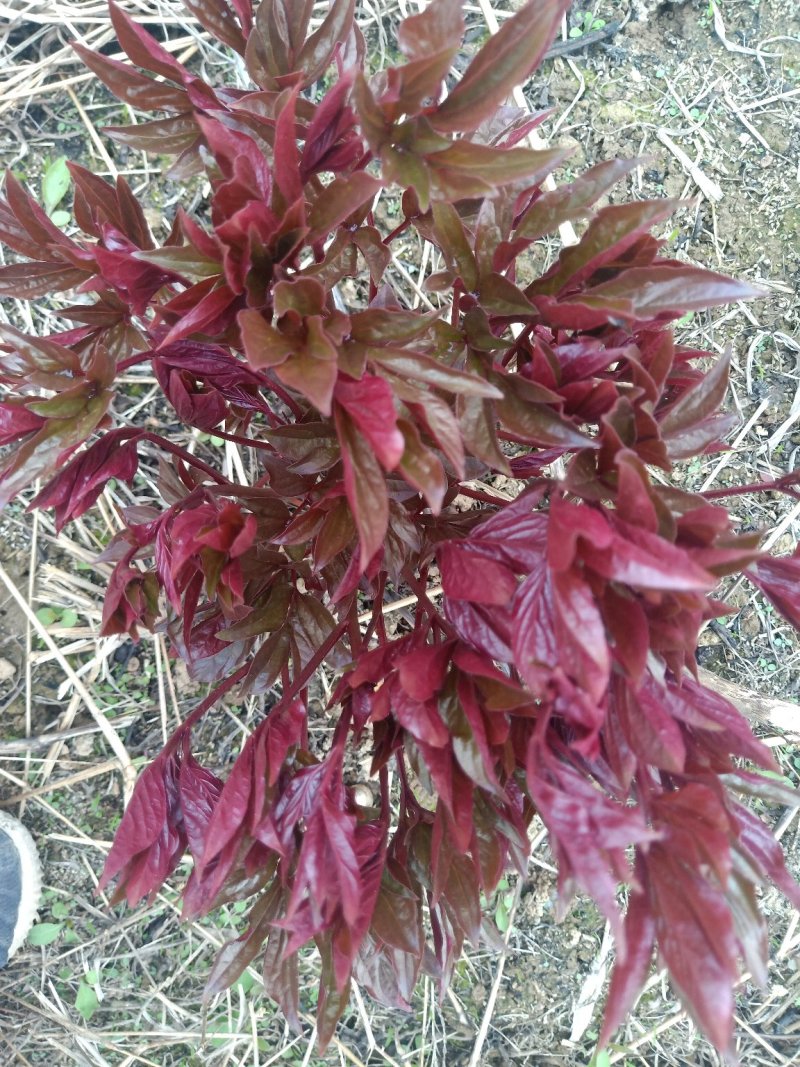 芍药
