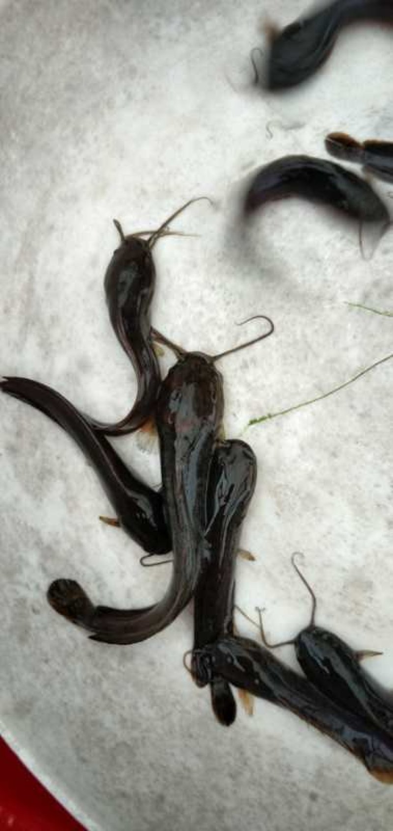 塘角鱼苗本地塘虱鱼苗三黄塘角鱼苗淡水塘虱鱼苗批发