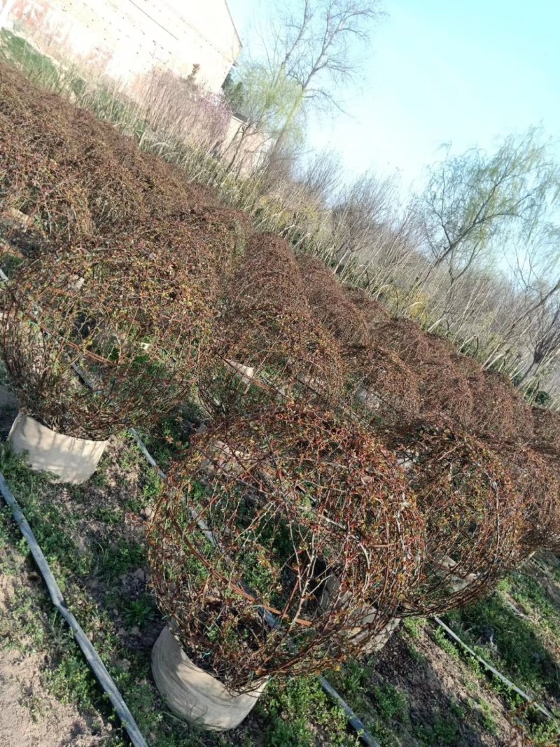 月季球，蔷薇球，月季蔷薇造型，自己苗圃货，基地直达