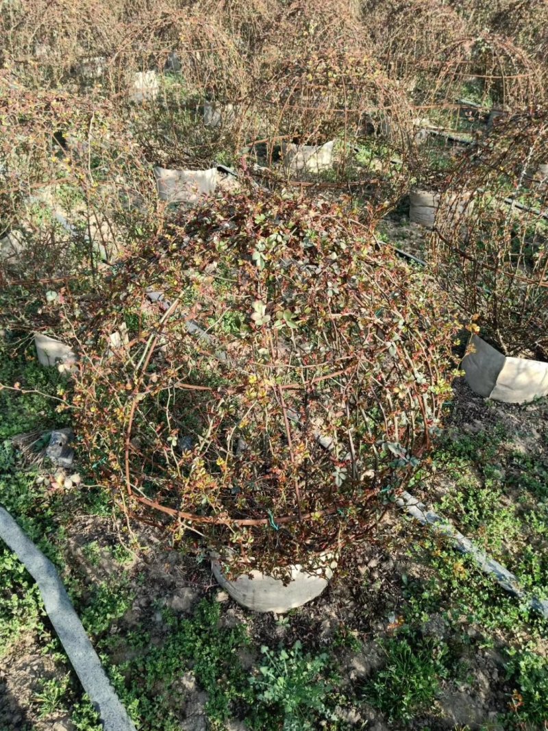 月季球，蔷薇球，月季蔷薇造型，自己苗圃货，基地直达