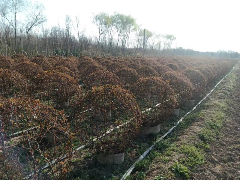 月季球，蔷薇球，月季蔷薇造型，自己苗圃货，基地直达
