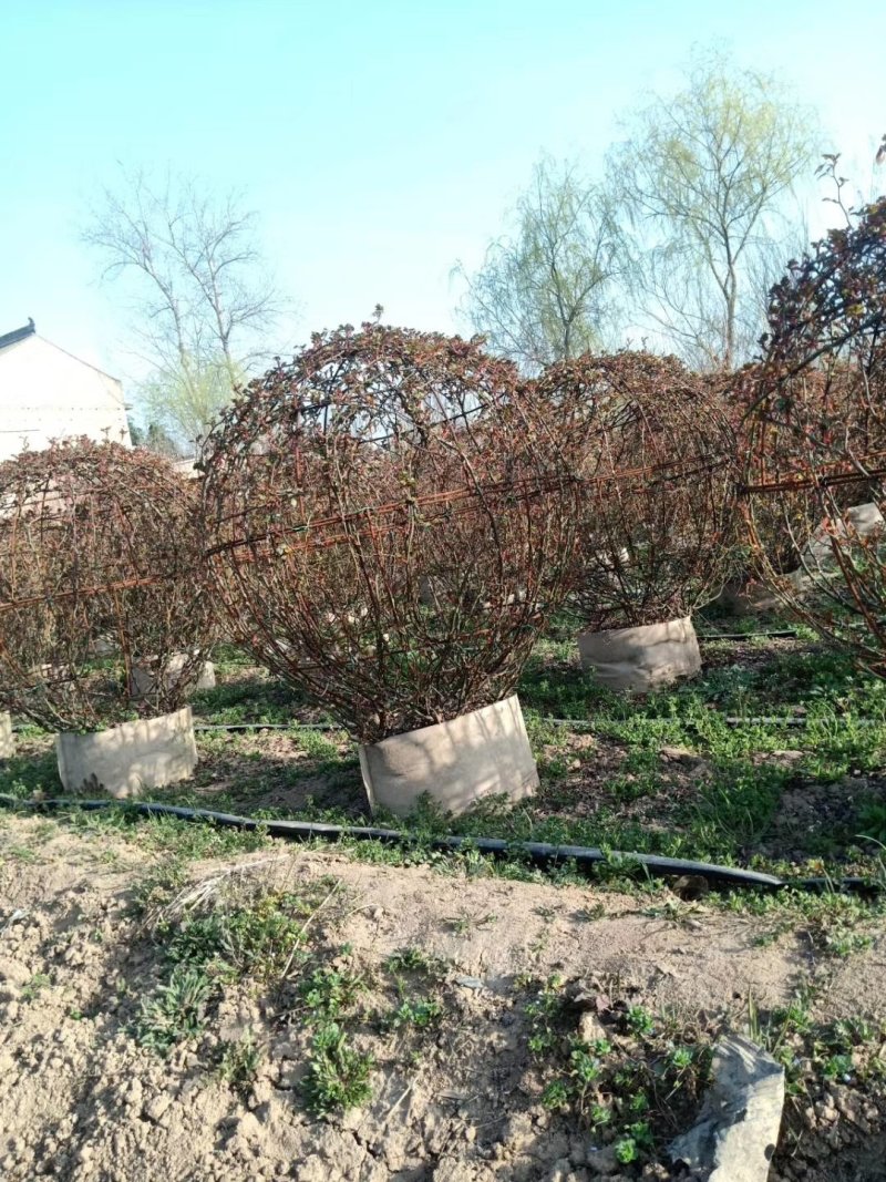月季球，蔷薇球，月季蔷薇造型，自己苗圃货，基地直达